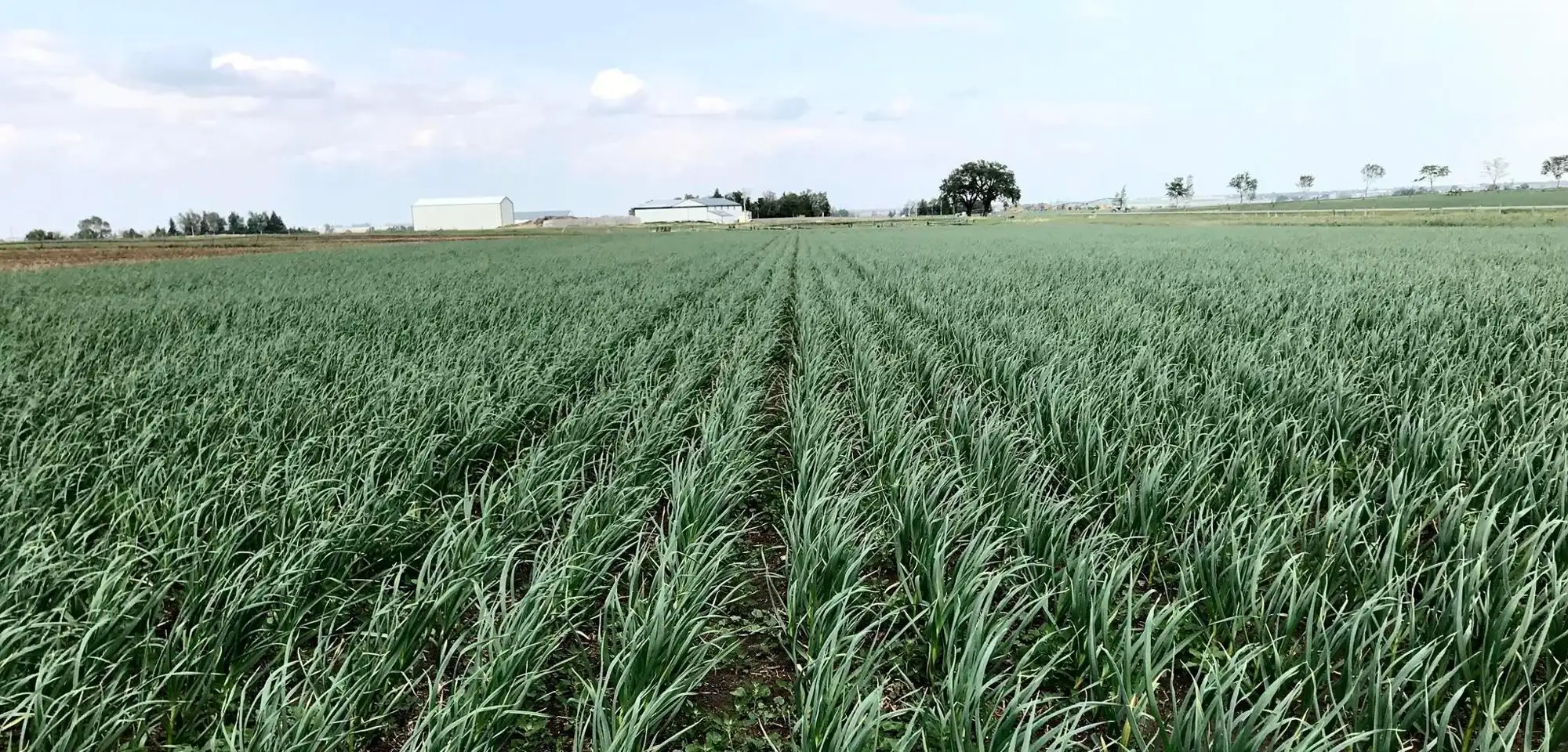 Rows of garlic growing in the Kipp Garlic field in Southern Alberta