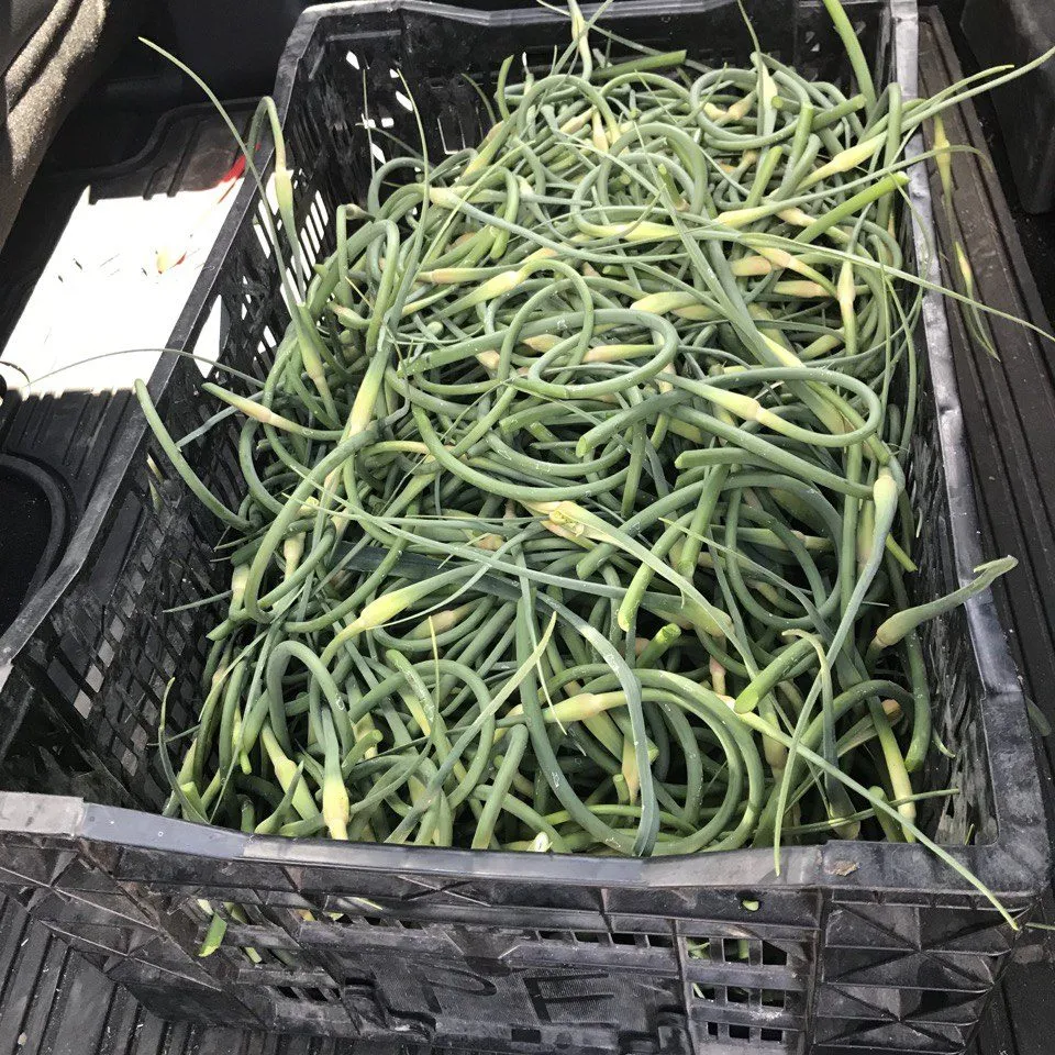 garlic scapes