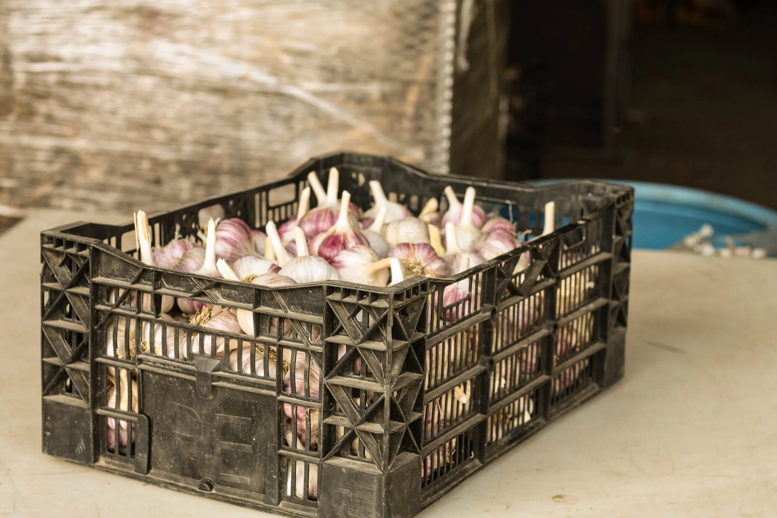 30 Lbs Extra Large Bulbs Bulk Box