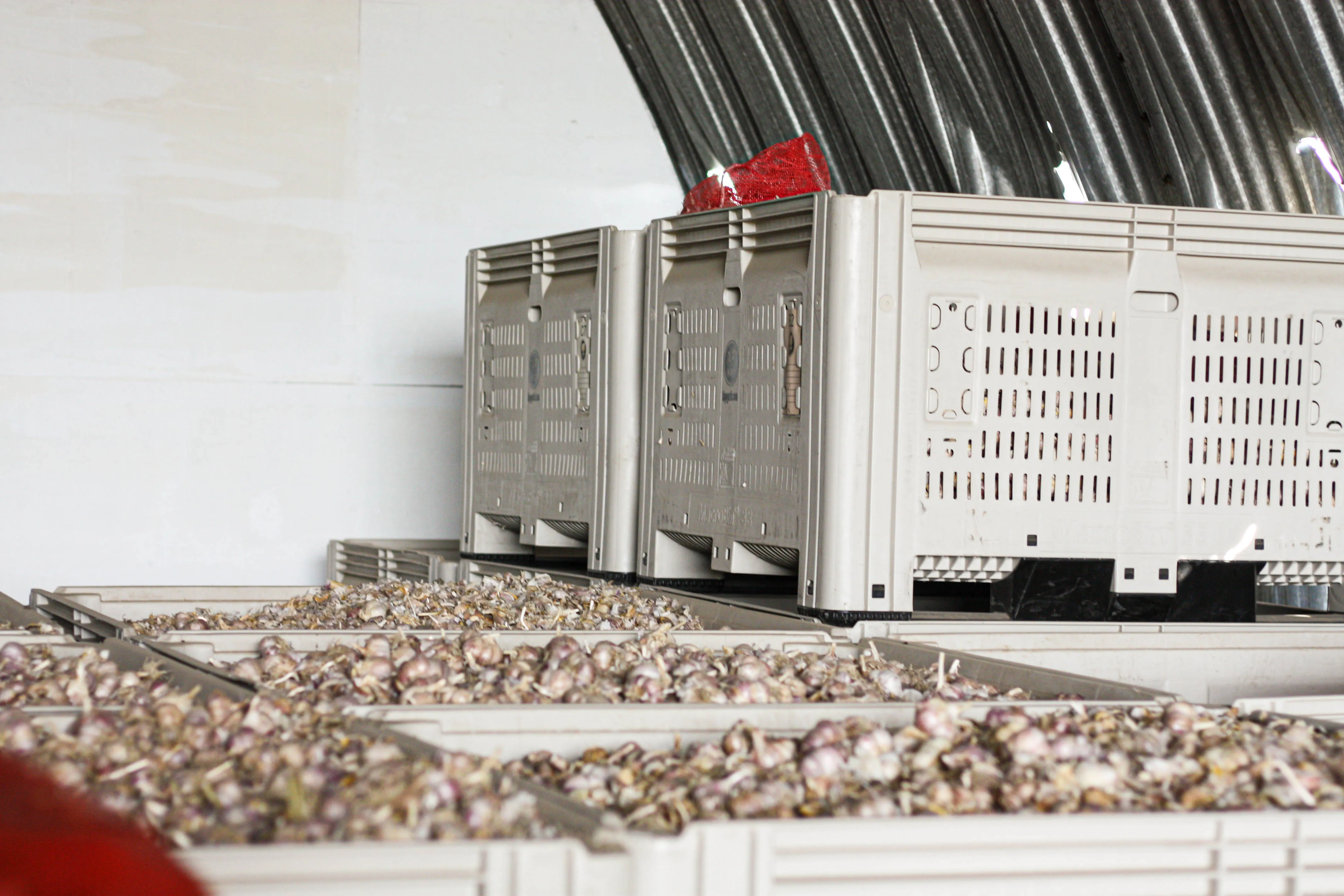 Garlic in the storage bins