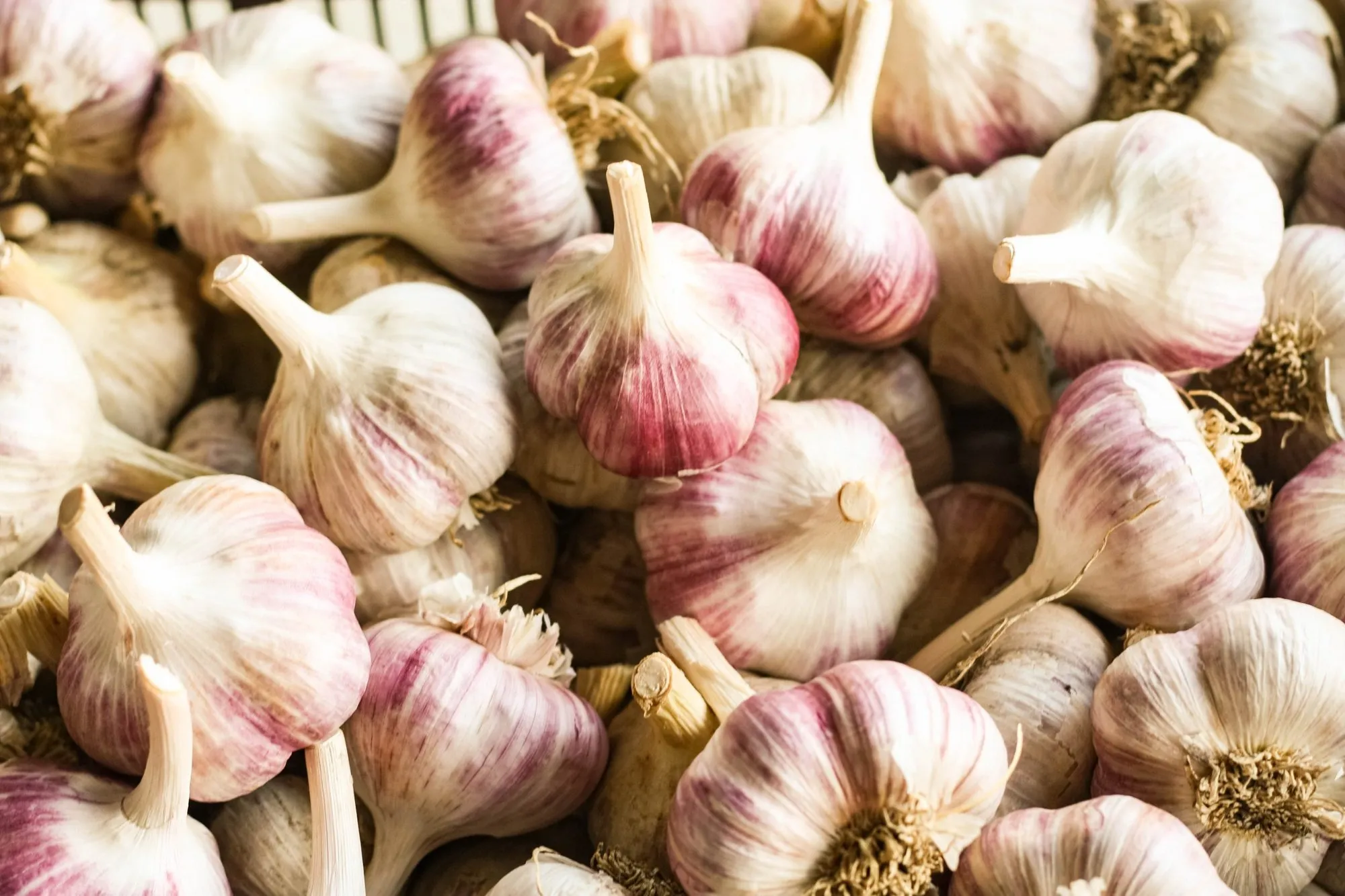 A pile of harvested Russian Red hardneck garlic