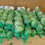 Fresh Garlic